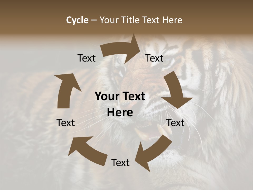 Bengal Tiger Roaring PowerPoint Template