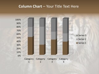 Bengal Tiger Roaring PowerPoint Template