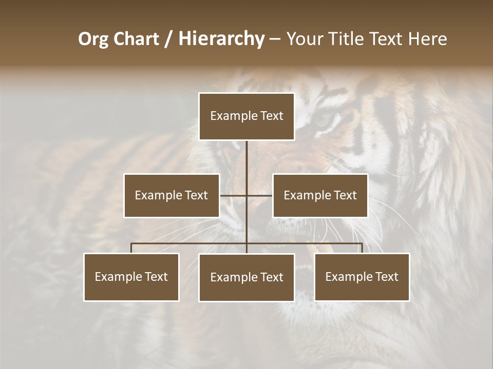 Bengal Tiger Roaring PowerPoint Template