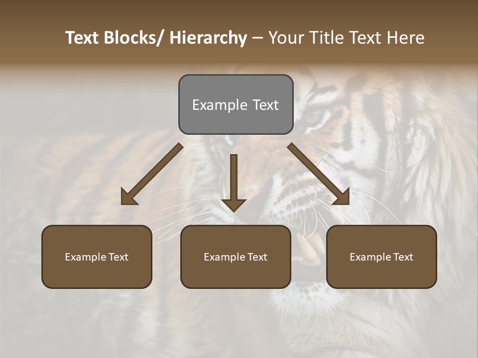 Bengal Tiger Roaring PowerPoint Template