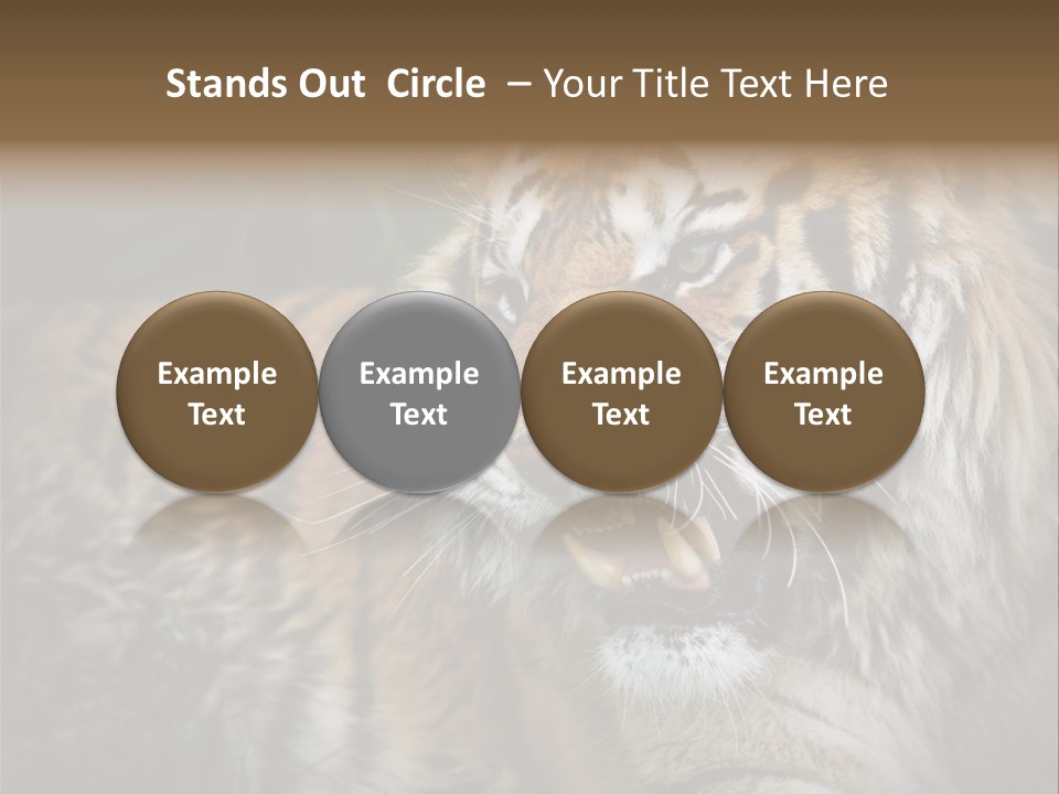 Bengal Tiger Roaring PowerPoint Template