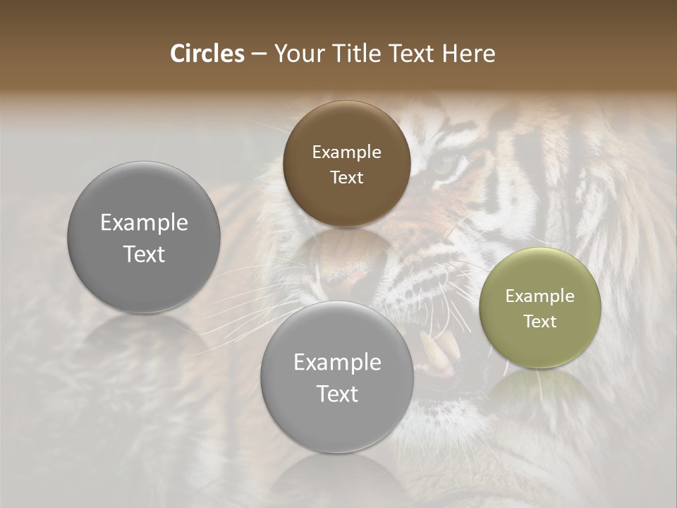 Bengal Tiger Roaring PowerPoint Template
