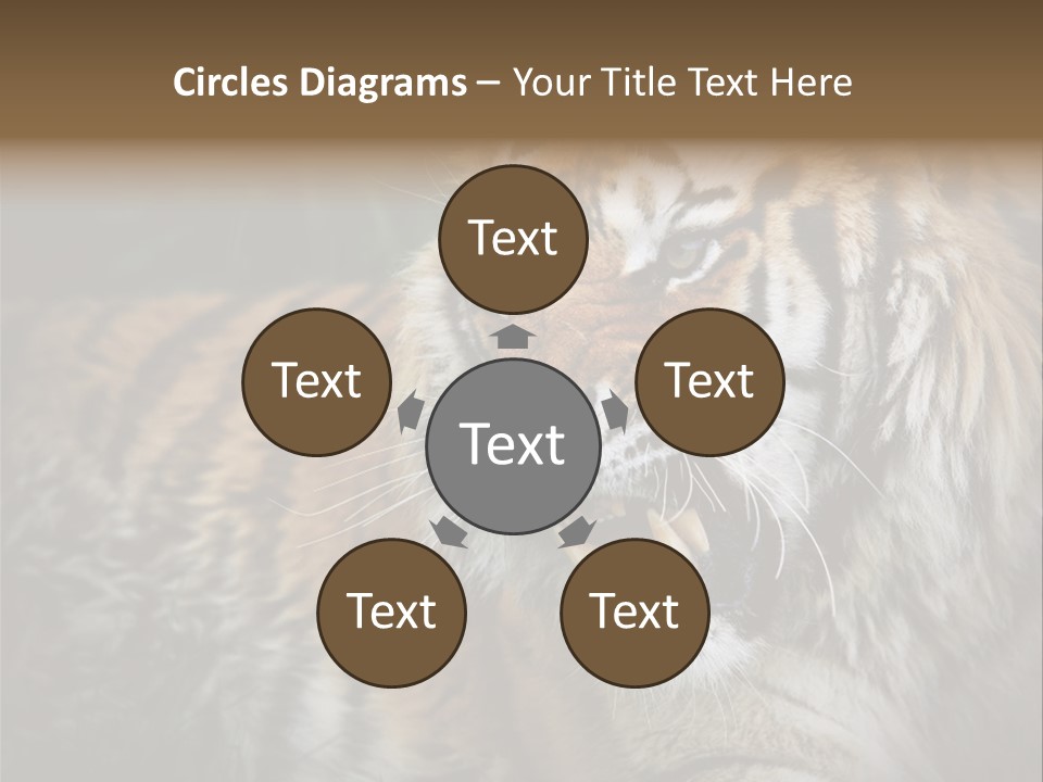 Bengal Tiger Roaring PowerPoint Template