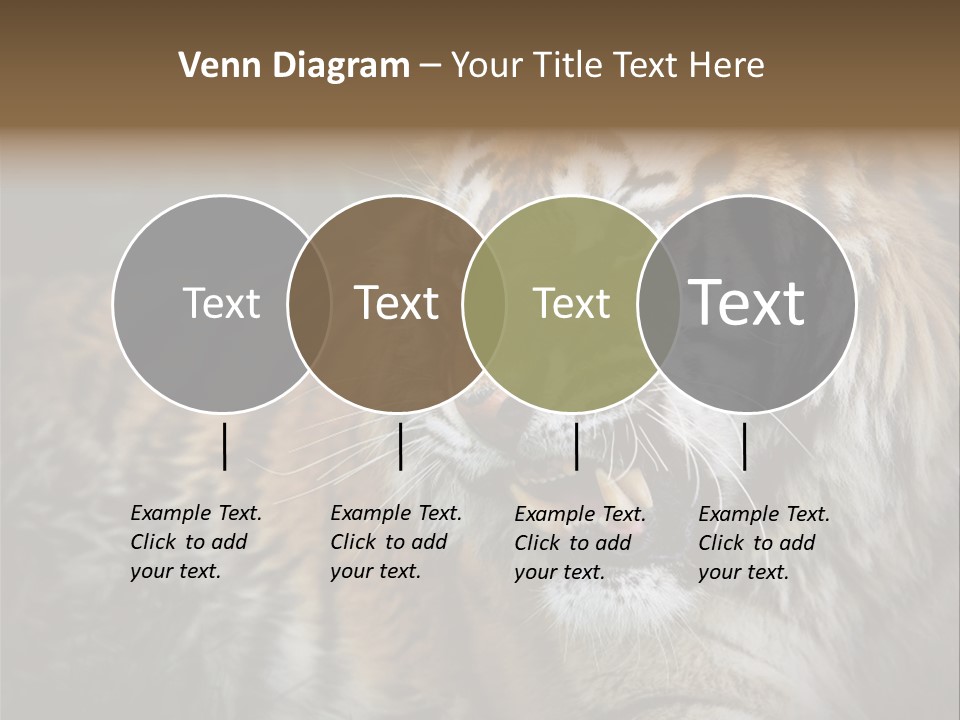 Bengal Tiger Roaring PowerPoint Template