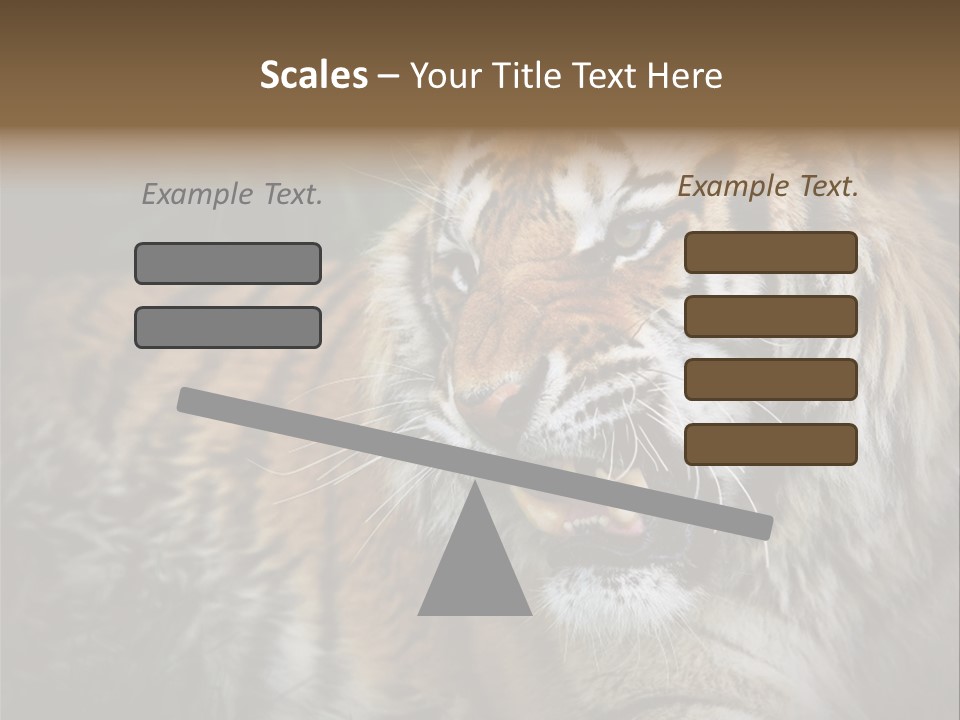 Bengal Tiger Roaring PowerPoint Template