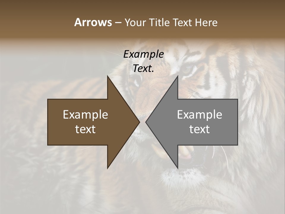 Bengal Tiger Roaring PowerPoint Template