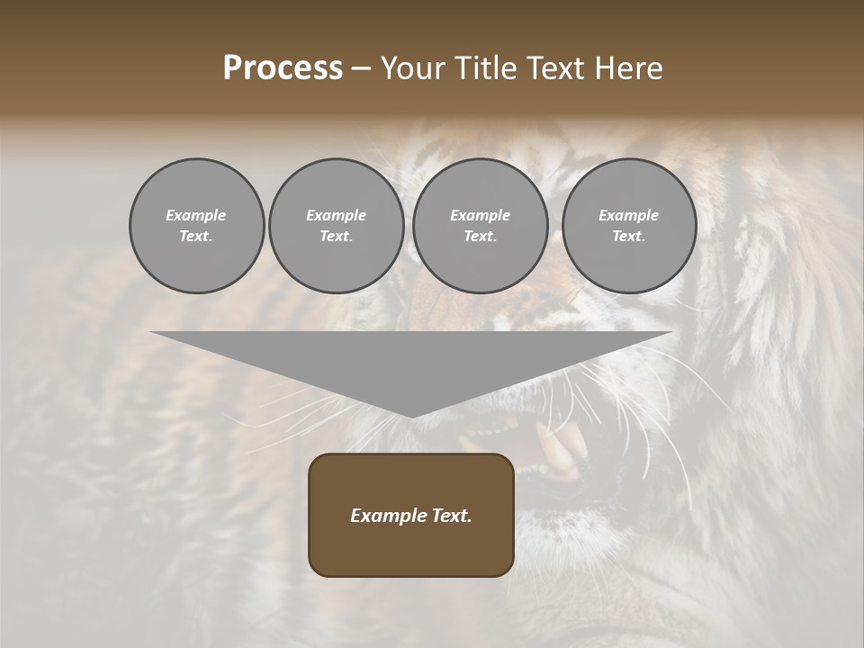 Bengal Tiger Roaring PowerPoint Template