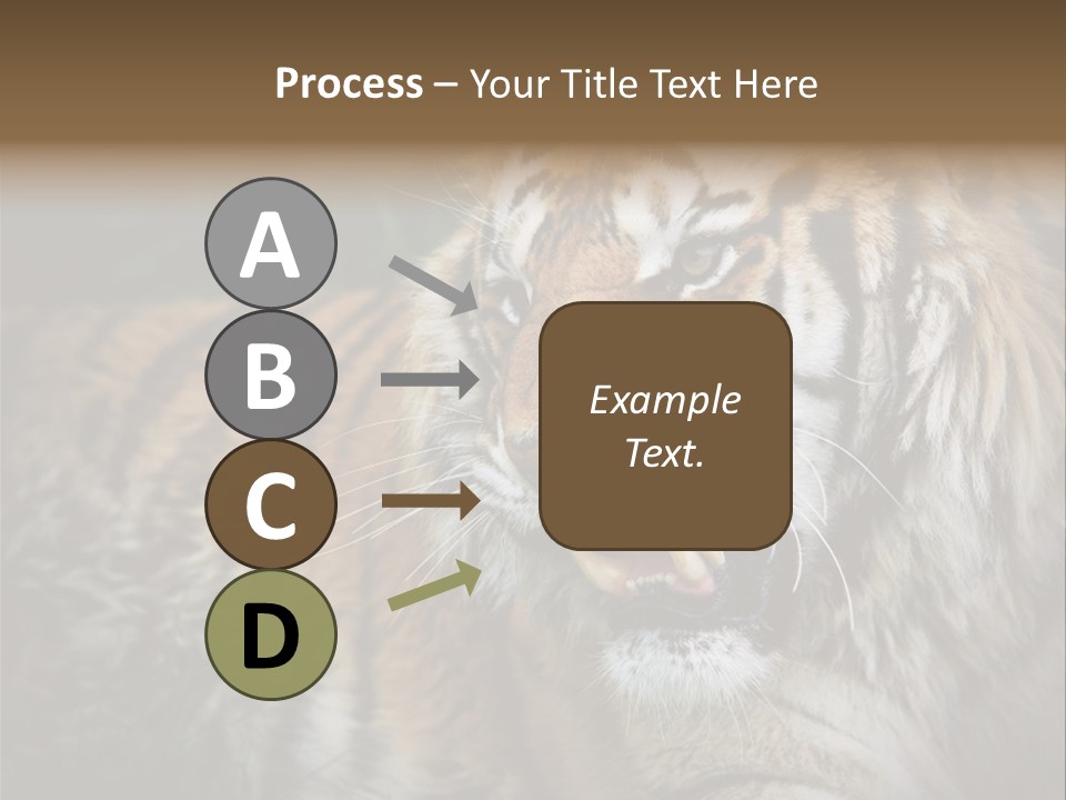 Bengal Tiger Roaring PowerPoint Template