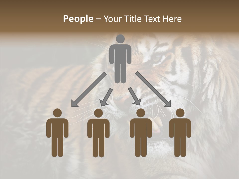 Bengal Tiger Roaring PowerPoint Template