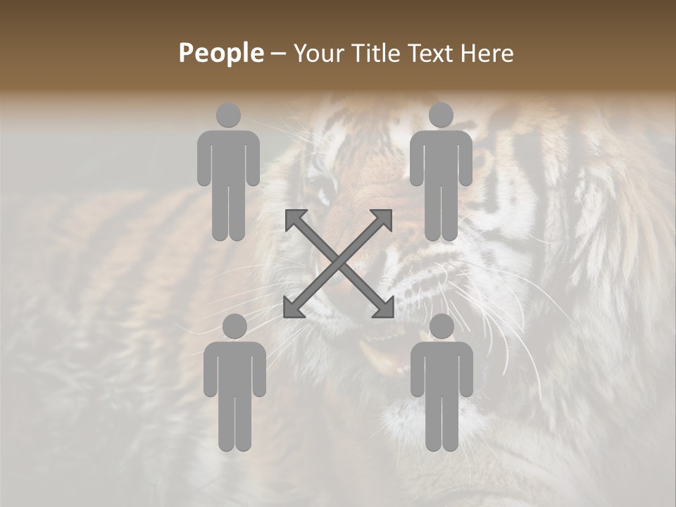 Bengal Tiger Roaring PowerPoint Template