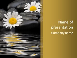 Daisy With Stones, Water Reflexion PowerPoint Template