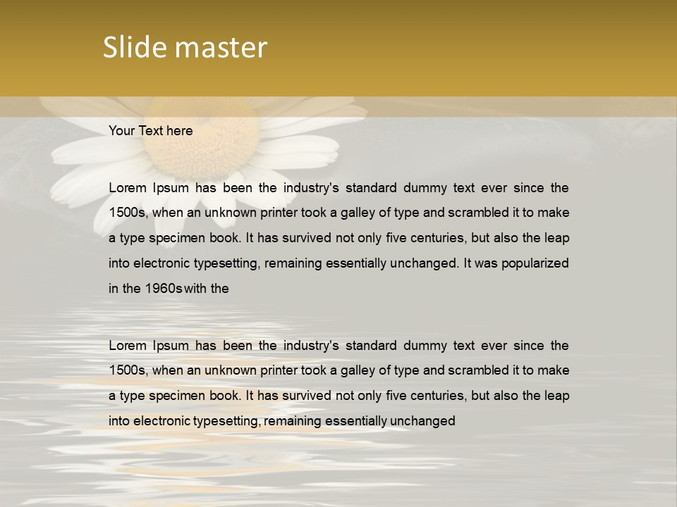 Daisy With Stones, Water Reflexion PowerPoint Template