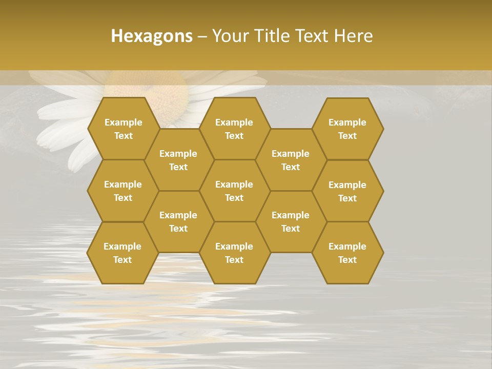 Daisy With Stones, Water Reflexion PowerPoint Template