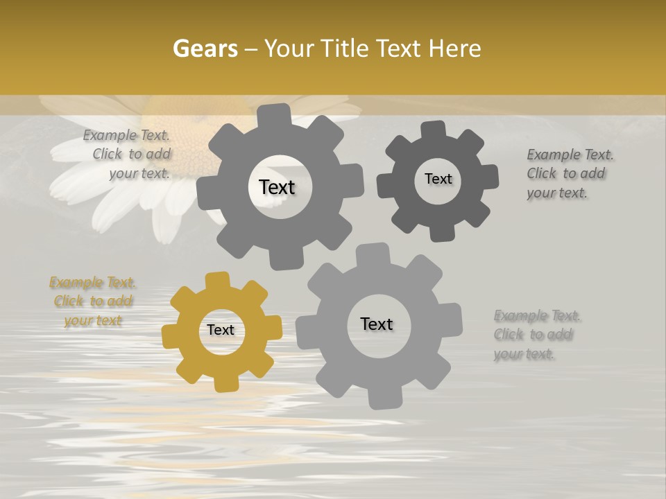 Daisy With Stones, Water Reflexion PowerPoint Template