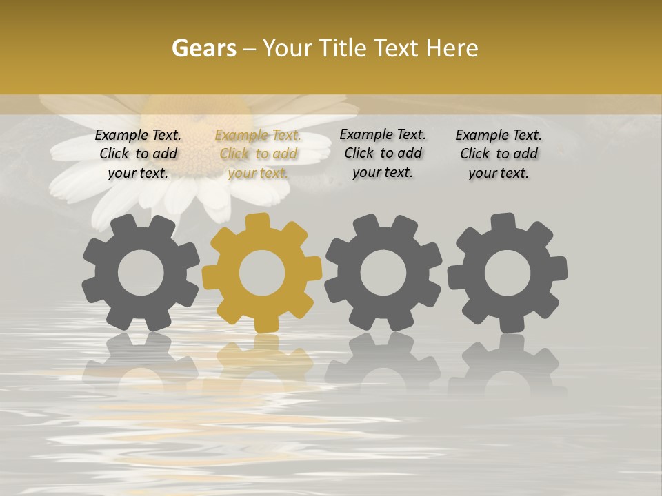 Daisy With Stones, Water Reflexion PowerPoint Template