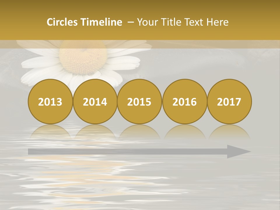 Daisy With Stones, Water Reflexion PowerPoint Template