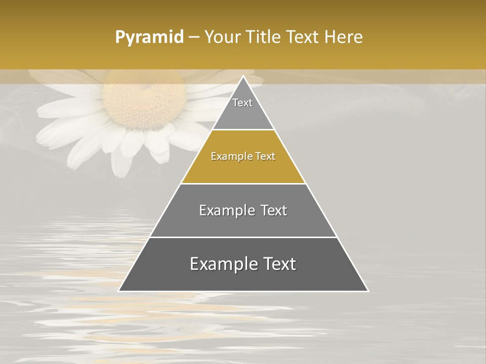 Daisy With Stones, Water Reflexion PowerPoint Template