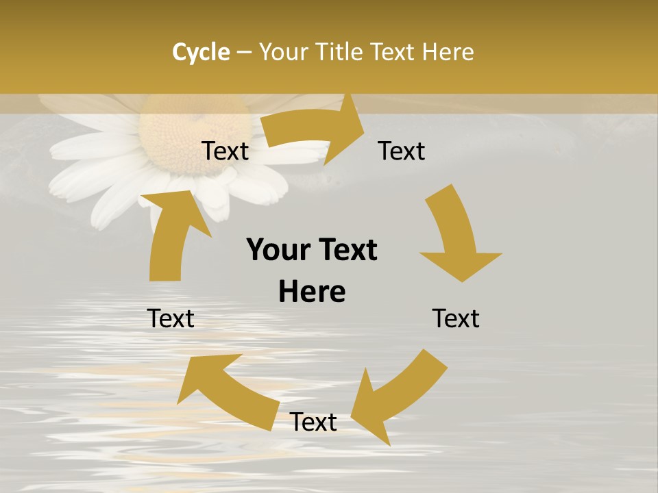 Daisy With Stones, Water Reflexion PowerPoint Template