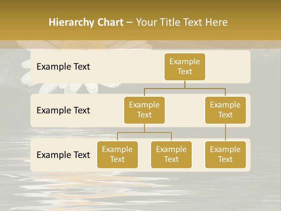 Daisy With Stones, Water Reflexion PowerPoint Template