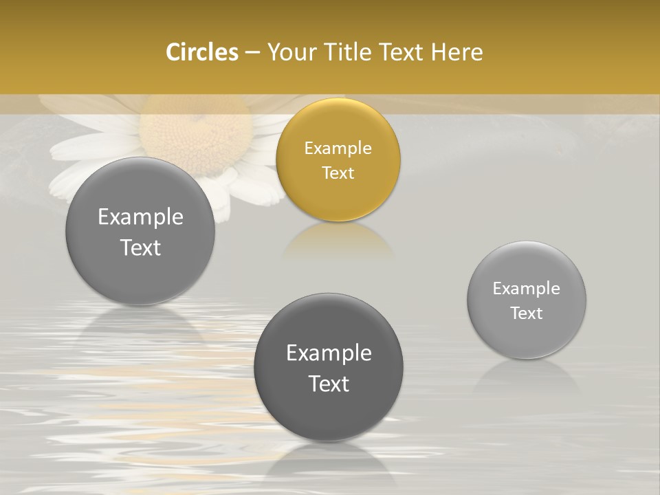 Daisy With Stones, Water Reflexion PowerPoint Template
