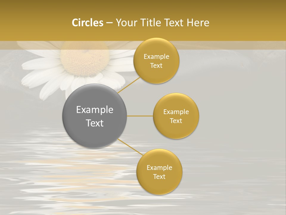 Daisy With Stones, Water Reflexion PowerPoint Template