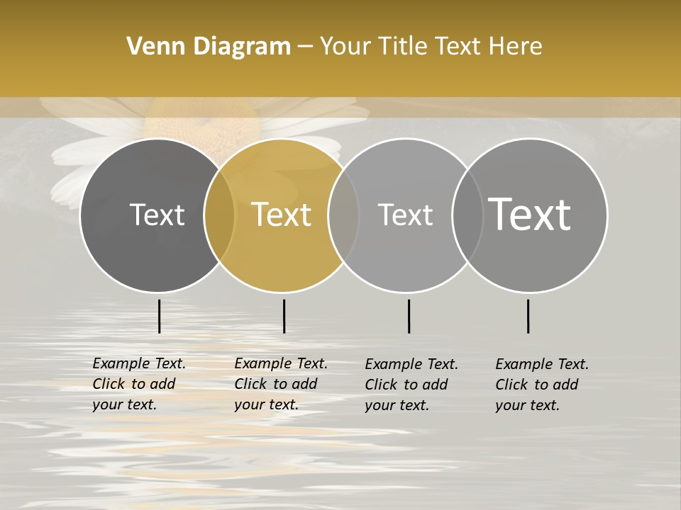 Daisy With Stones, Water Reflexion PowerPoint Template