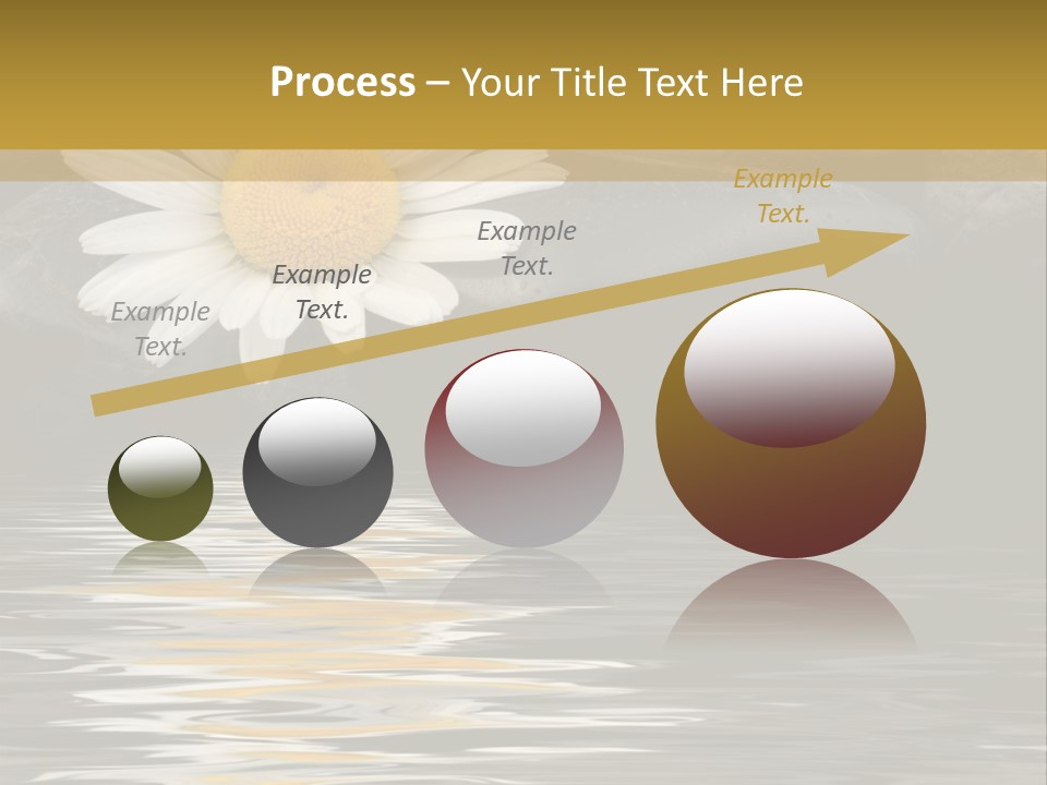Daisy With Stones, Water Reflexion PowerPoint Template