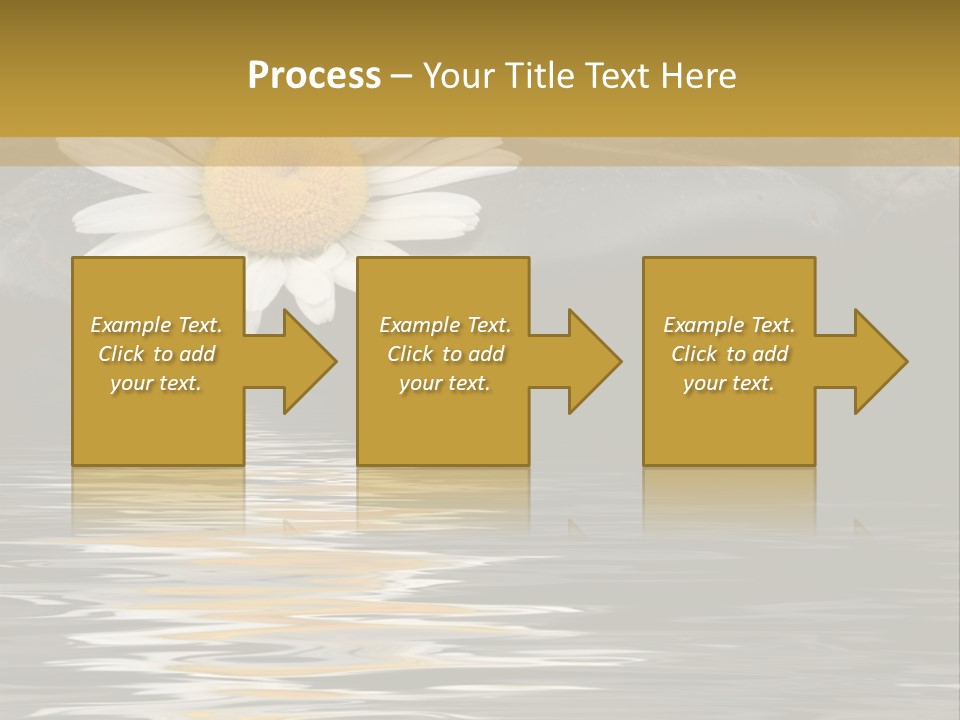 Daisy With Stones, Water Reflexion PowerPoint Template