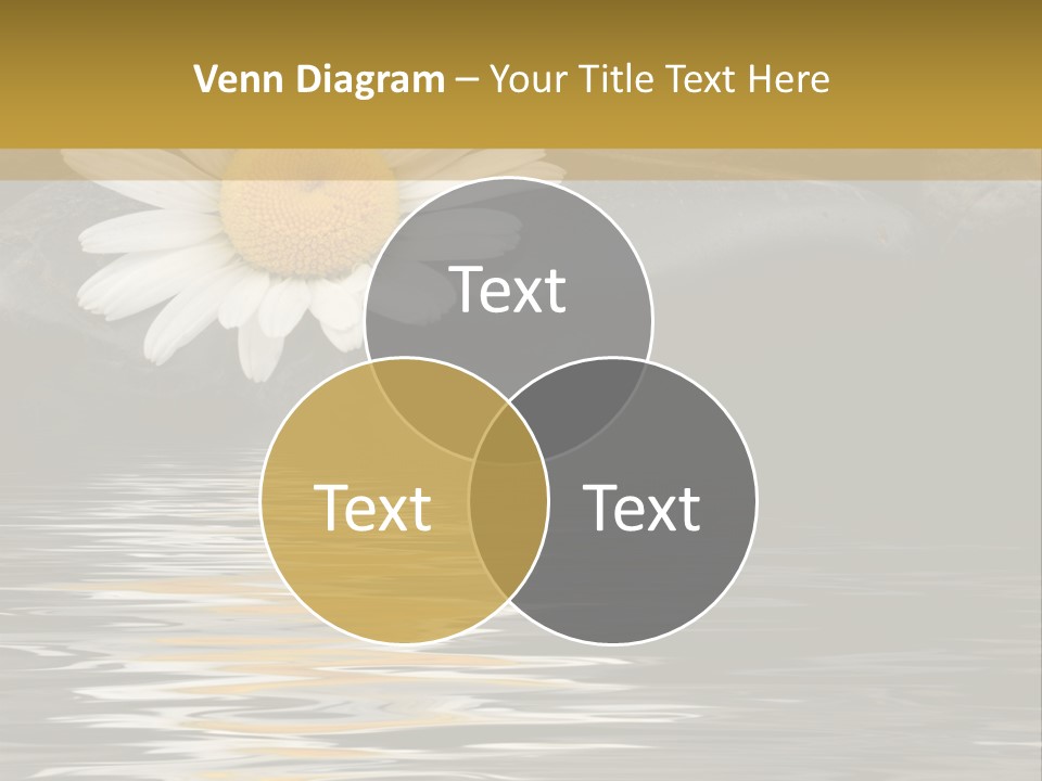 Daisy With Stones, Water Reflexion PowerPoint Template