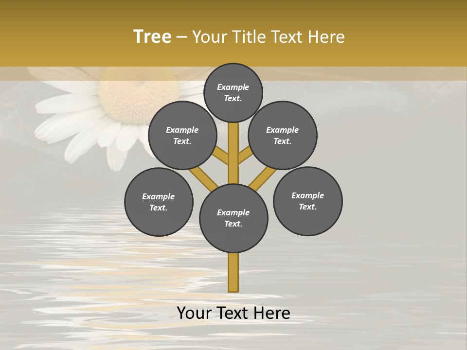 Daisy With Stones, Water Reflexion PowerPoint Template