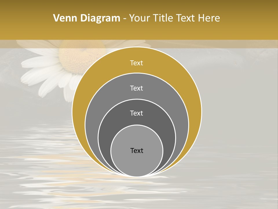 Daisy With Stones, Water Reflexion PowerPoint Template
