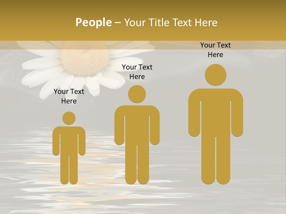 Daisy With Stones, Water Reflexion PowerPoint Template