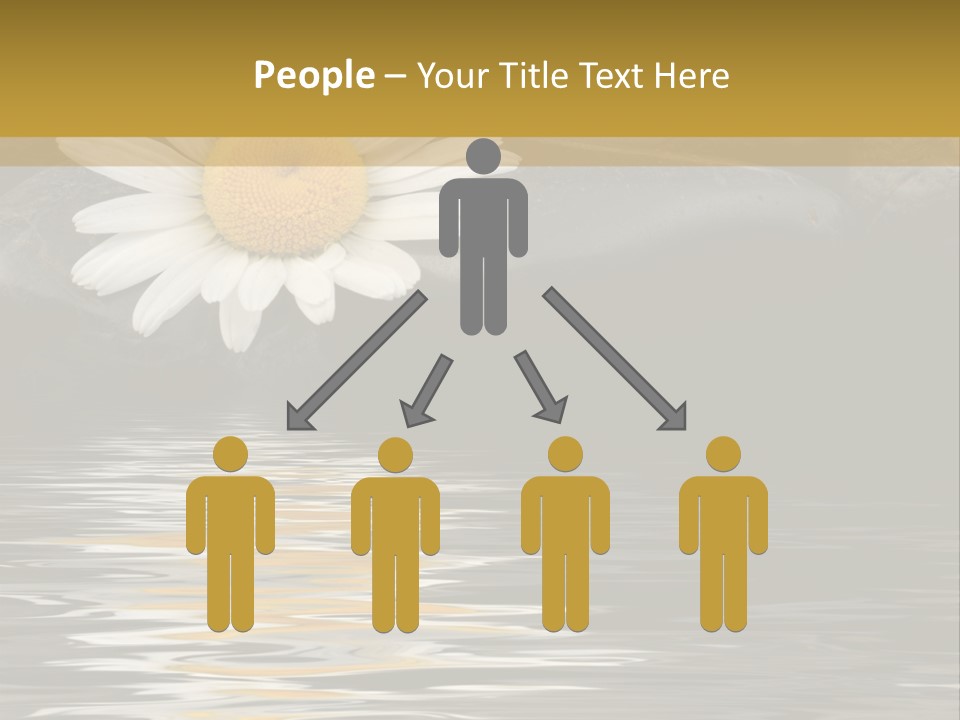 Daisy With Stones, Water Reflexion PowerPoint Template