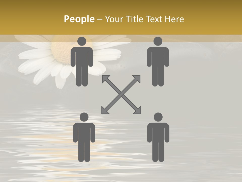 Daisy With Stones, Water Reflexion PowerPoint Template