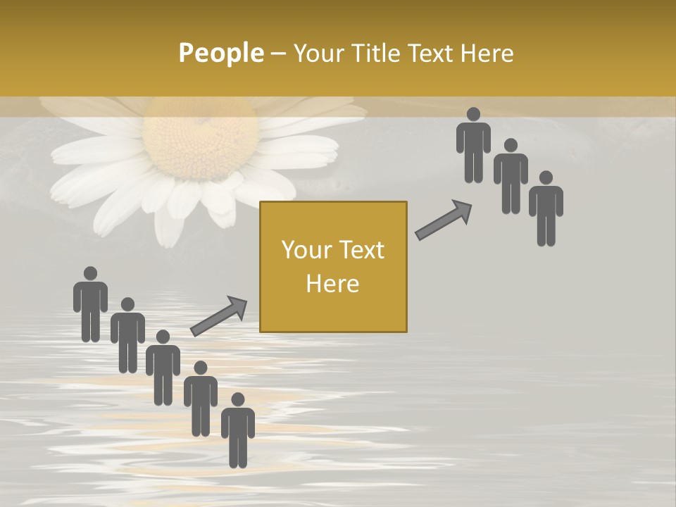 Daisy With Stones, Water Reflexion PowerPoint Template