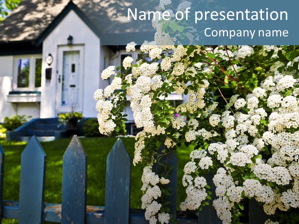 Blue Picket Fence With Flowering Bridal Wreath Shrub And Residential House PowerPoint Template