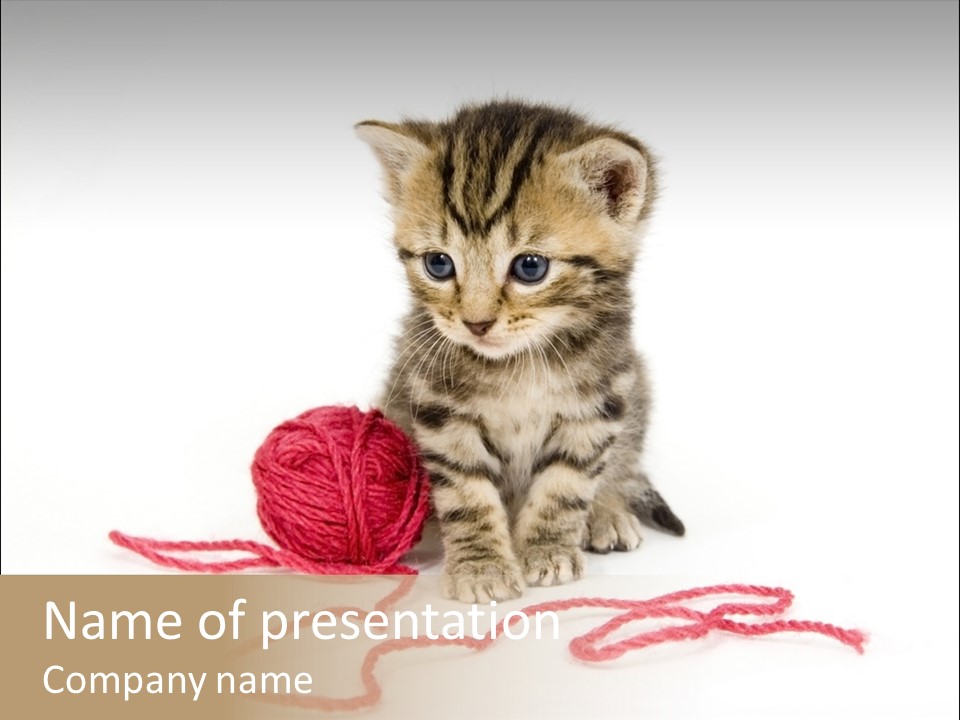 A Small Kitten Sits Next To A Ball Of Red Yarn On A White Background. These Kittens Are Being Raised On A Farm In Central Illinois PowerPoint Template