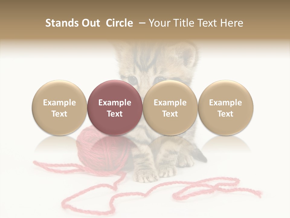 A Small Kitten Sits Next To A Ball Of Red Yarn On A White Background. These Kittens Are Being Raised On A Farm In Central Illinois PowerPoint Template