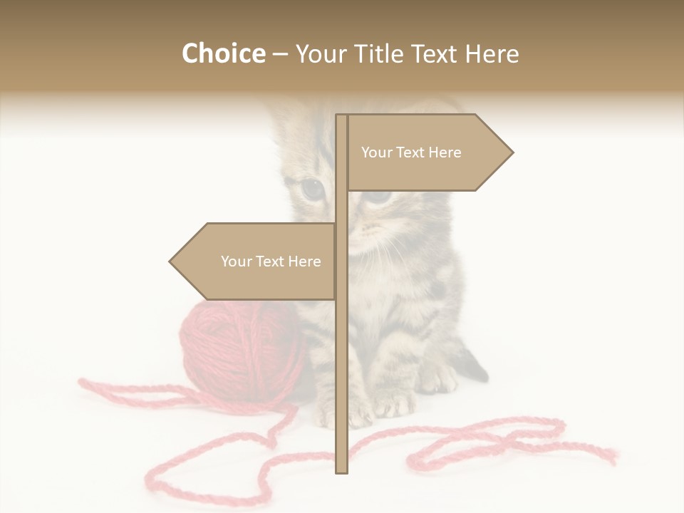 A Small Kitten Sits Next To A Ball Of Red Yarn On A White Background. These Kittens Are Being Raised On A Farm In Central Illinois PowerPoint Template