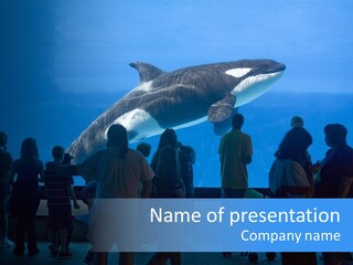 Whale Watching PowerPoint Template