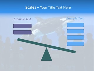 Whale Watching PowerPoint Template