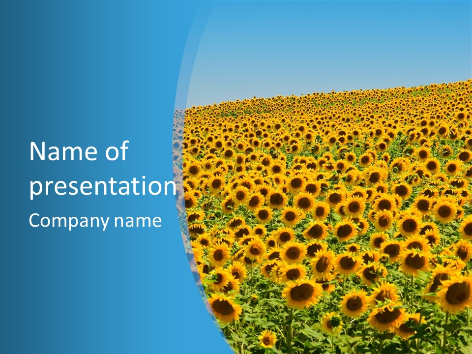 A Field Of Sunflowers, In The South Of France. PowerPoint Template