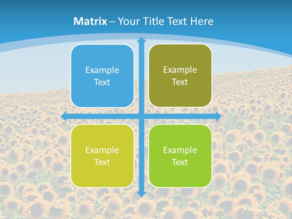 A Field Of Sunflowers, In The South Of France. PowerPoint Template