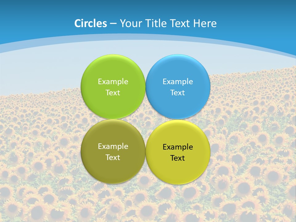 A Field Of Sunflowers, In The South Of France. PowerPoint Template