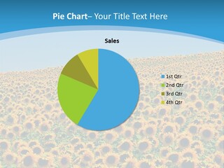 A Field Of Sunflowers, In The South Of France. PowerPoint Template