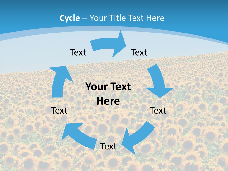 A Field Of Sunflowers, In The South Of France. PowerPoint Template