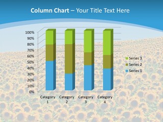 A Field Of Sunflowers, In The South Of France. PowerPoint Template