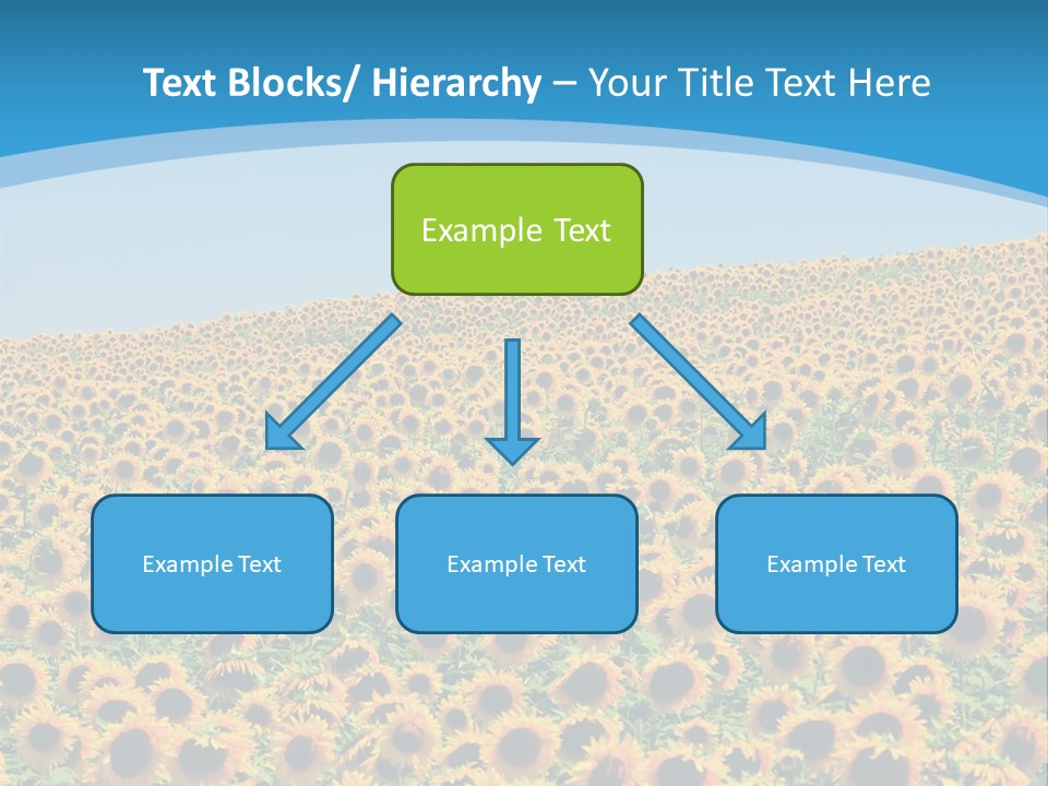 A Field Of Sunflowers, In The South Of France. PowerPoint Template
