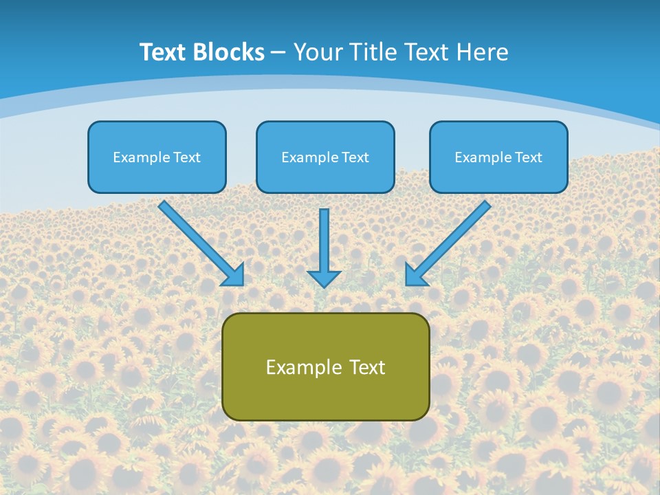 A Field Of Sunflowers, In The South Of France. PowerPoint Template