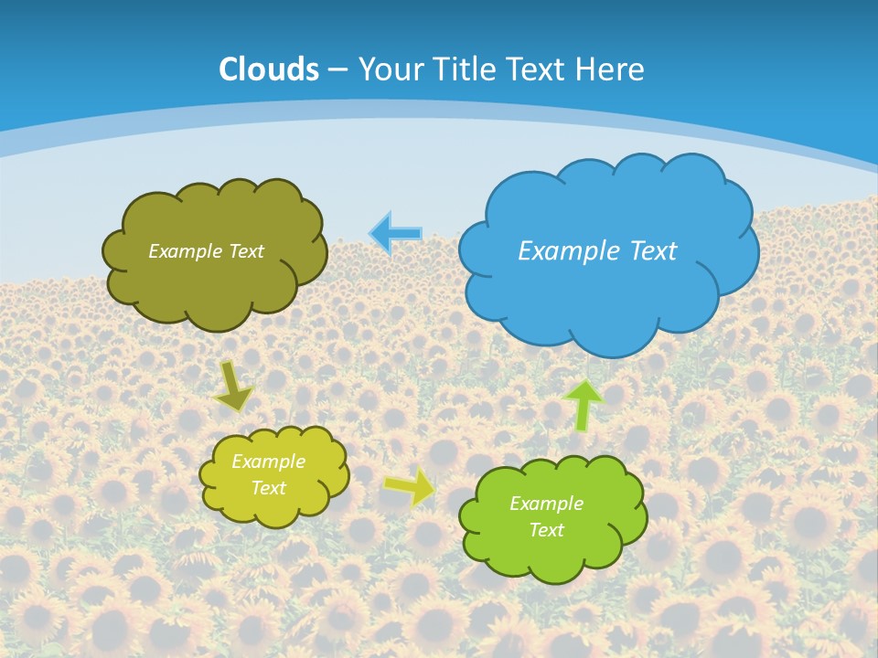 A Field Of Sunflowers, In The South Of France. PowerPoint Template